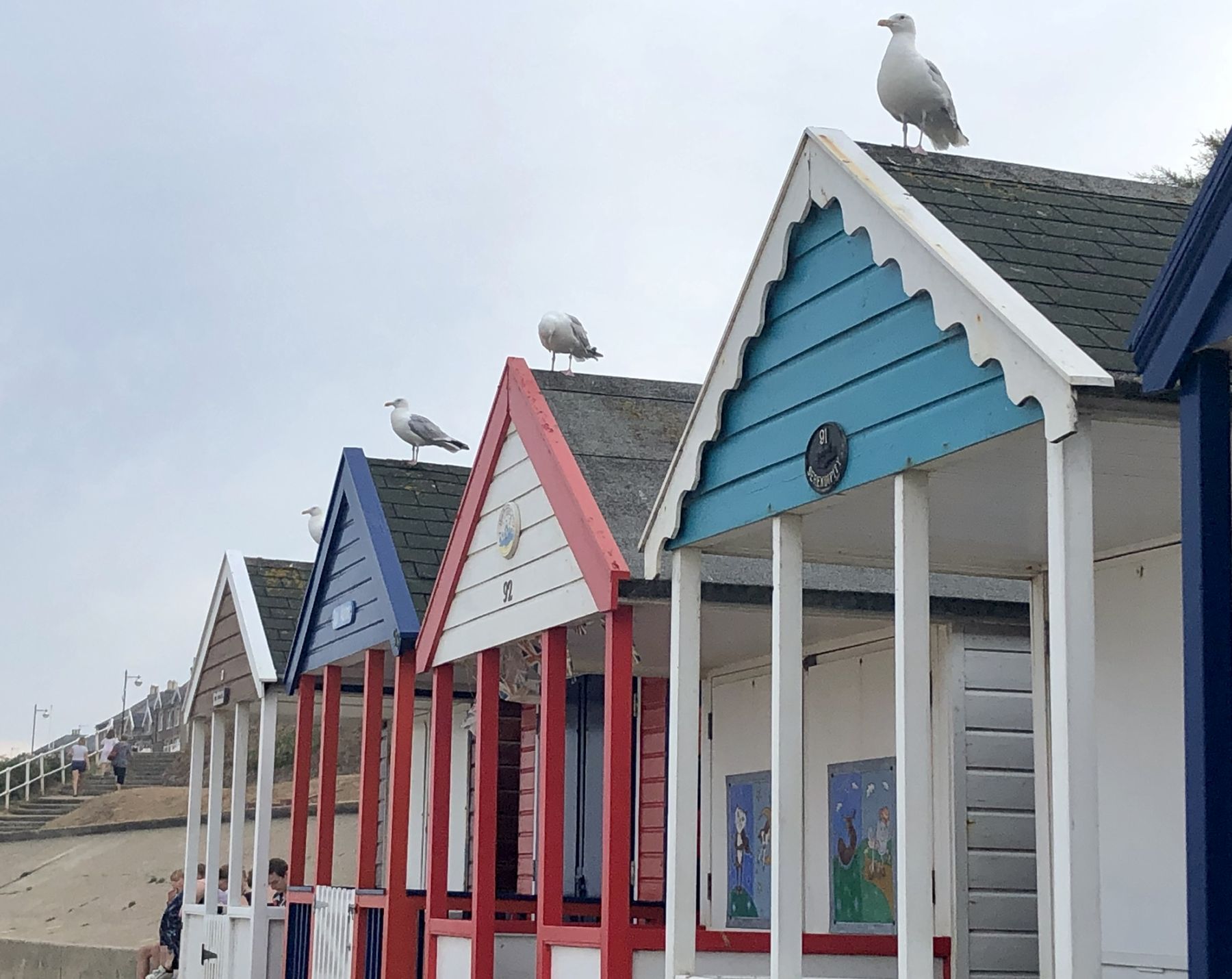 Seagulls on parade on North Parade beach huts